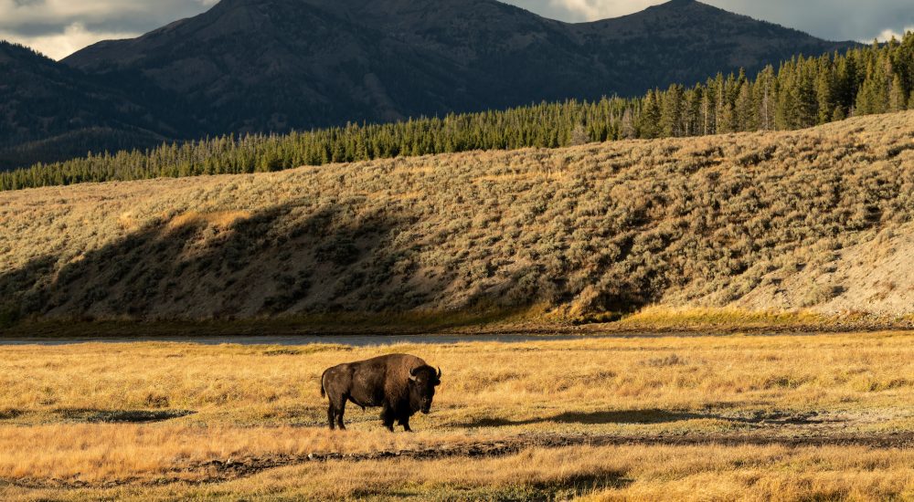 牛野牛 (Bison bison) 在黄石河沿岸的草地上吃草；怀俄明州